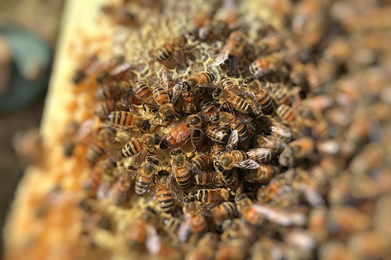 The Hive Stefy'S Apartment Iglesias Eksteriør bilde